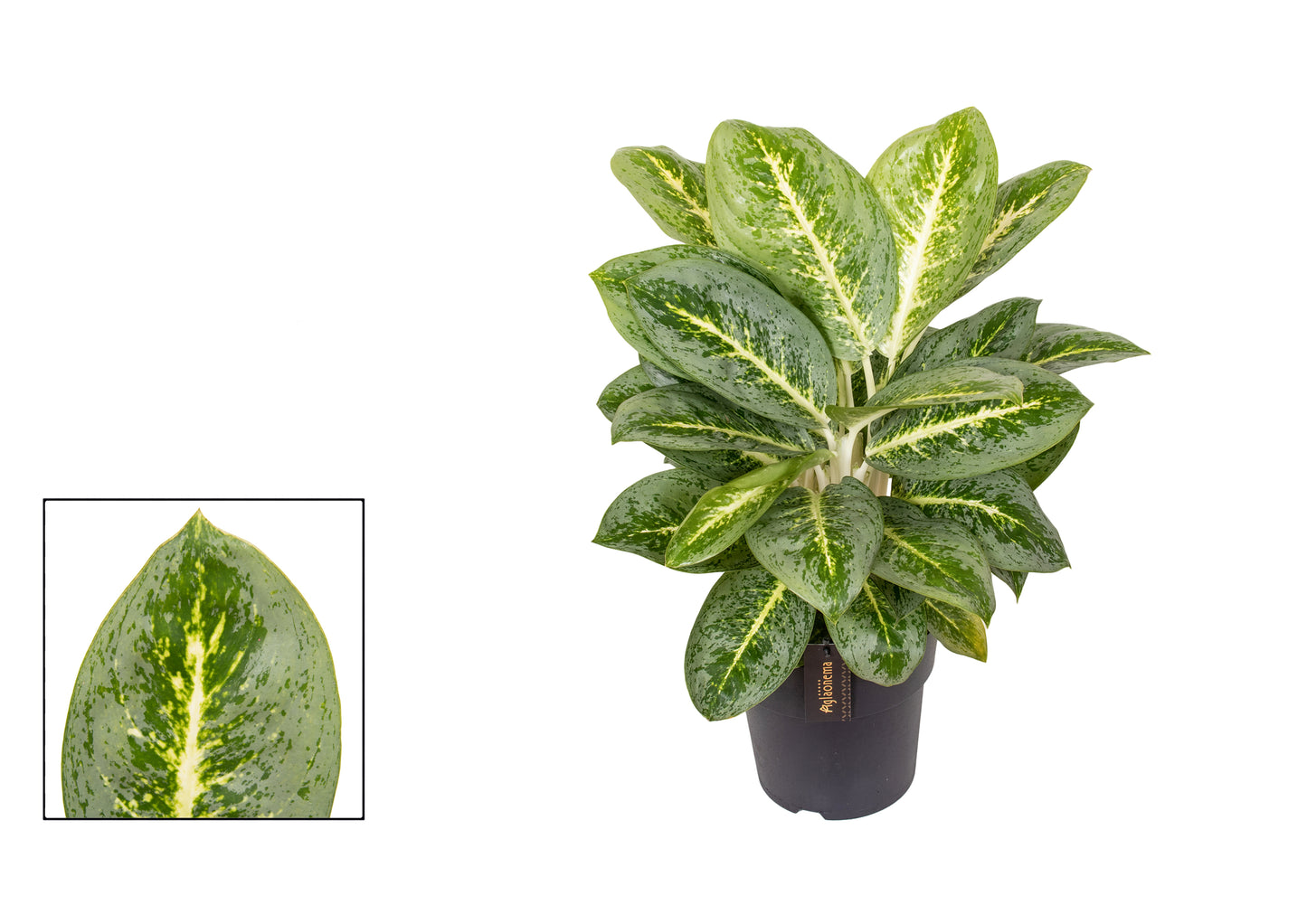 Aglaonema Lemon mint