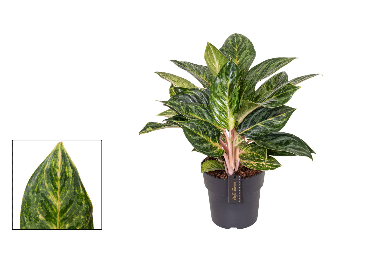 Aglaonema Peach Pearl