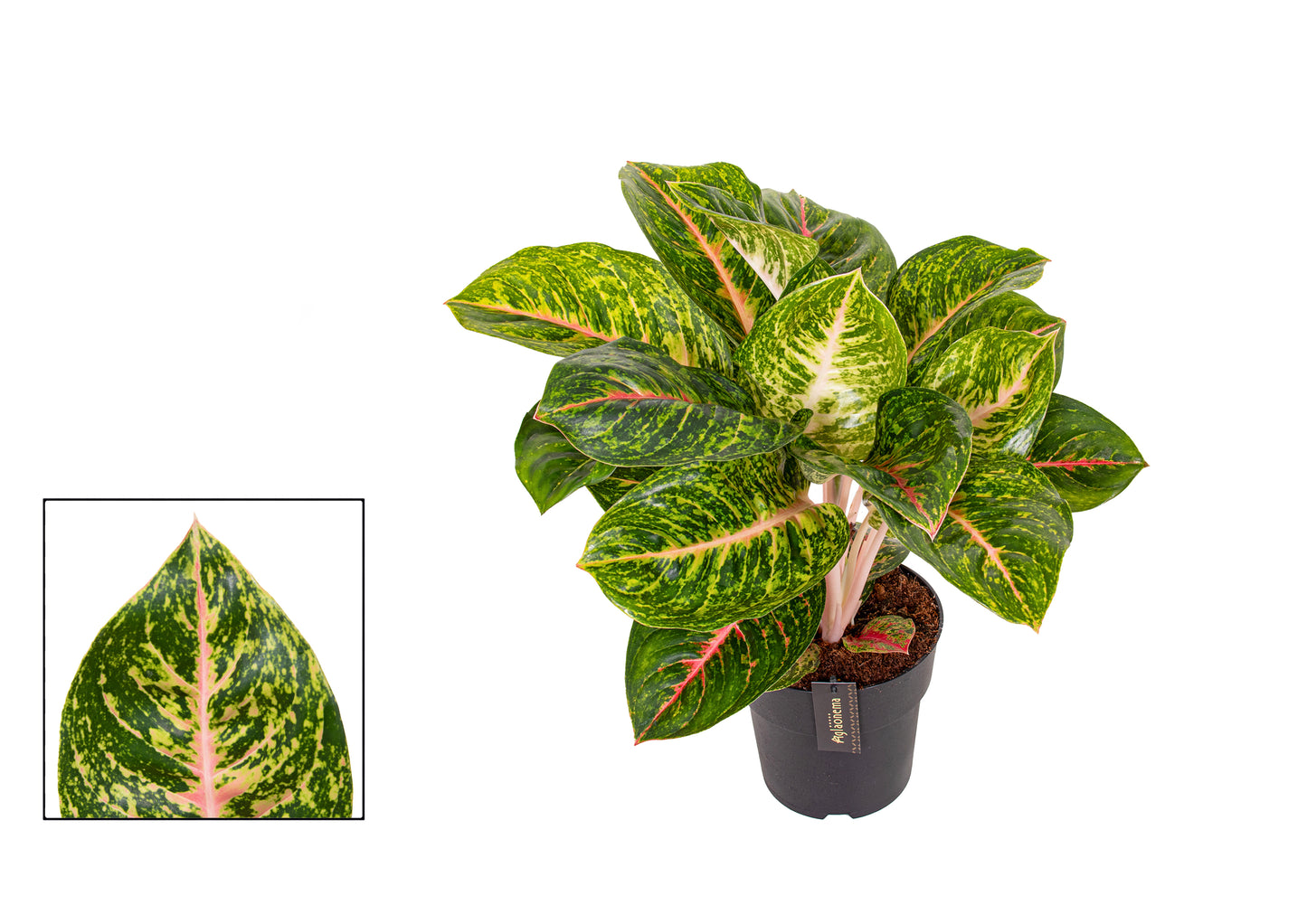 Aglaonema Spring red