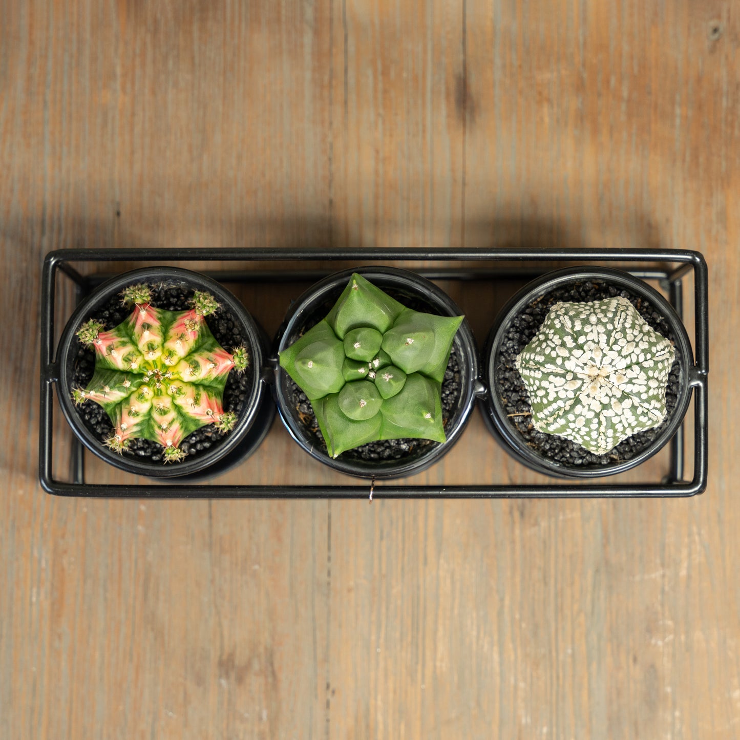 Bovenaanzicht van een mix cactussen in een rekje