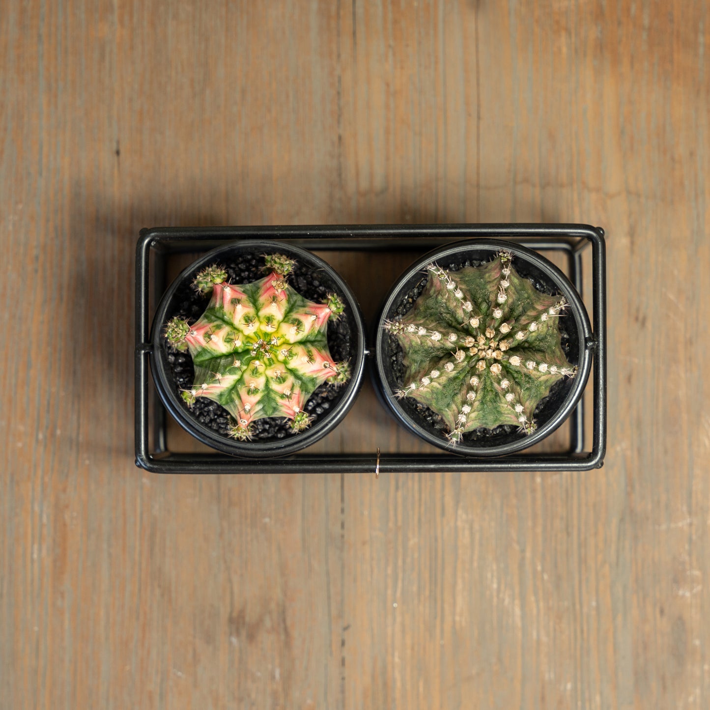 Cactus boven aanzicht in duo rekje multicolor en T-rex