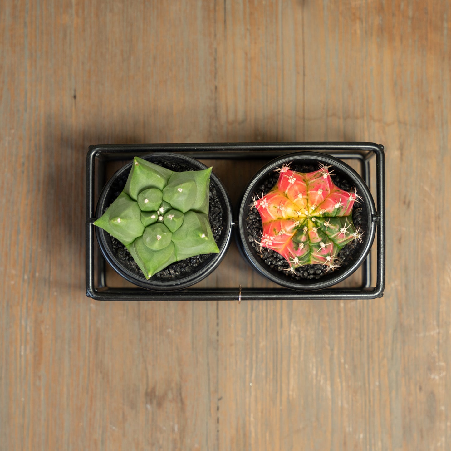 Cactus duo rekje bovenaanzicht op tafel met een myriostigma en een extra colored