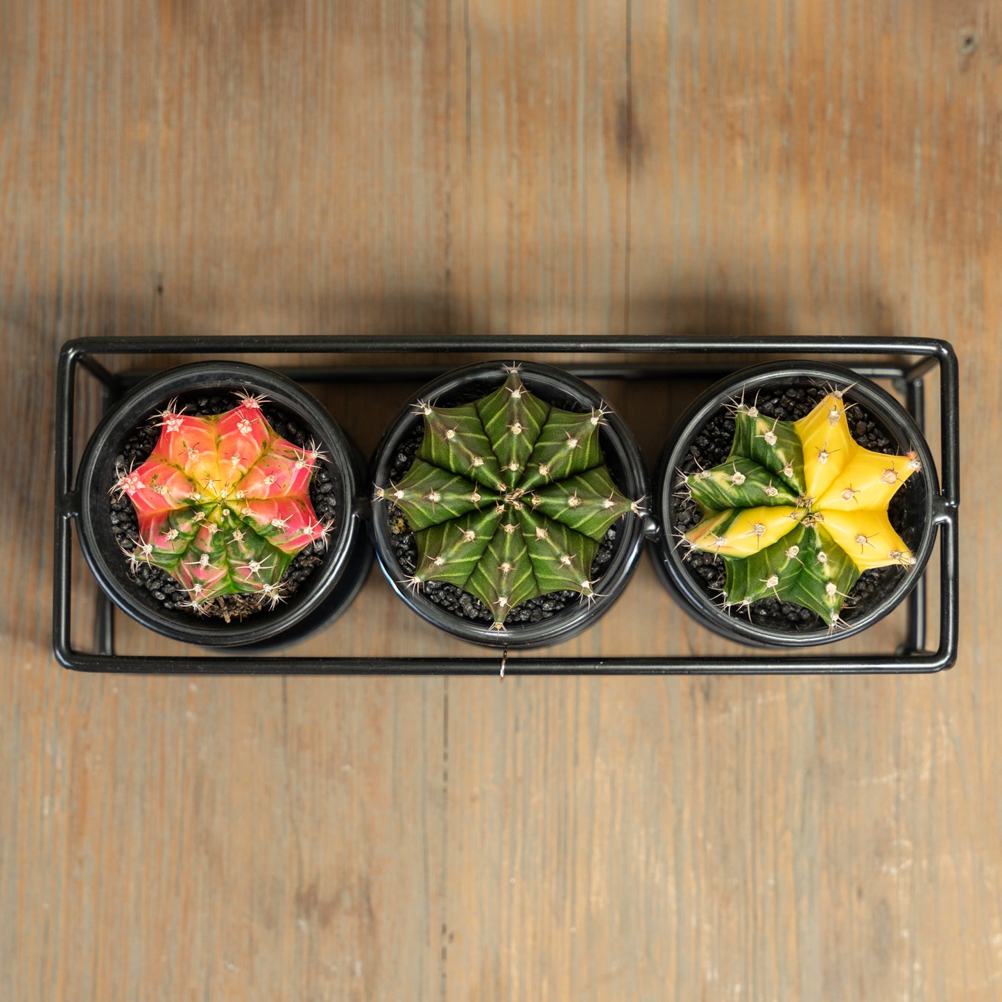 Cactussen in trio rekje boven aanzicht op tafel met 3 verschillende cactussen