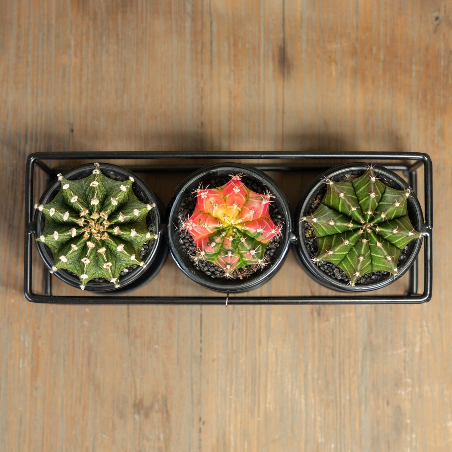 Cactussen in trio rekje op tafel bovenaanzicht