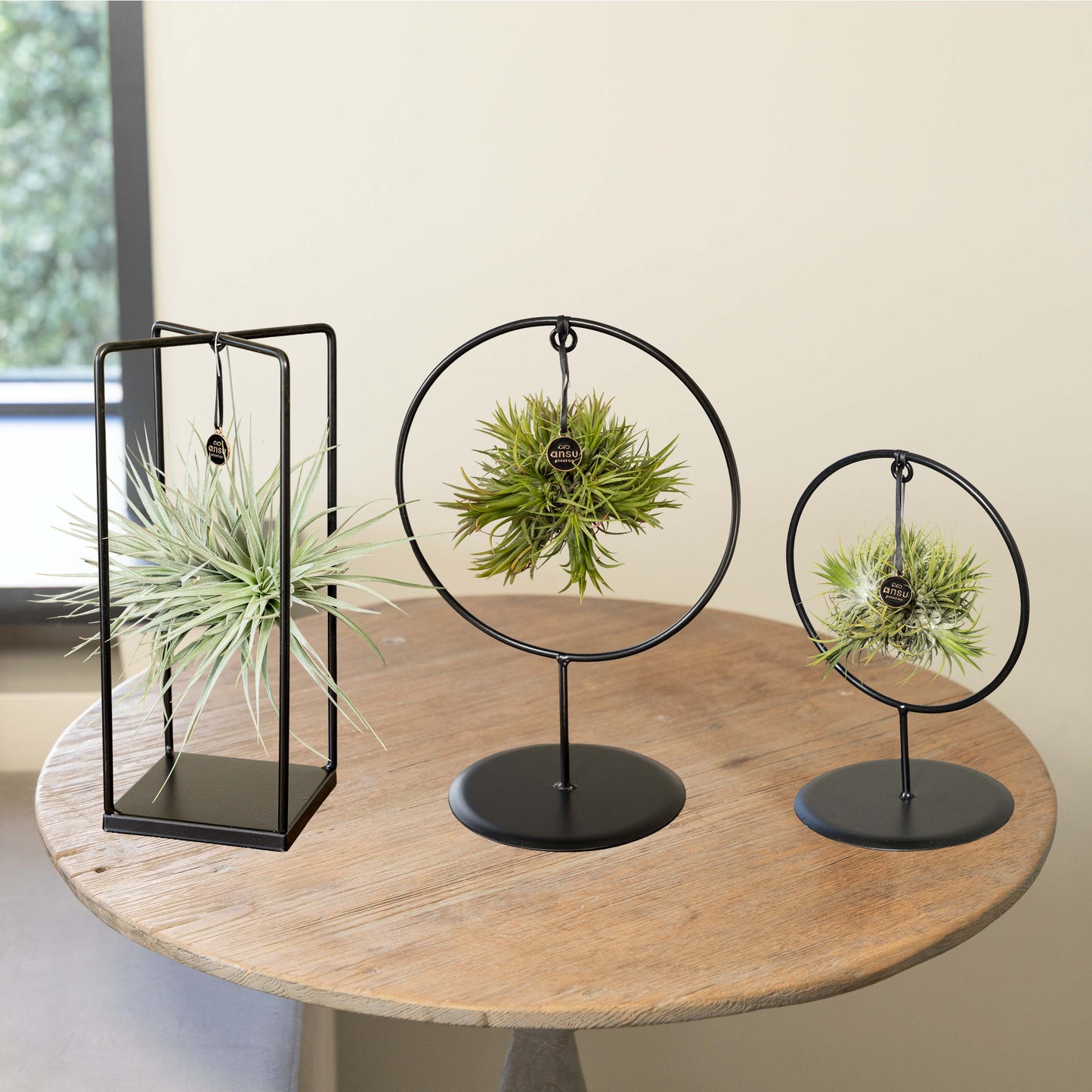 Tillandsia Gestell Bündel