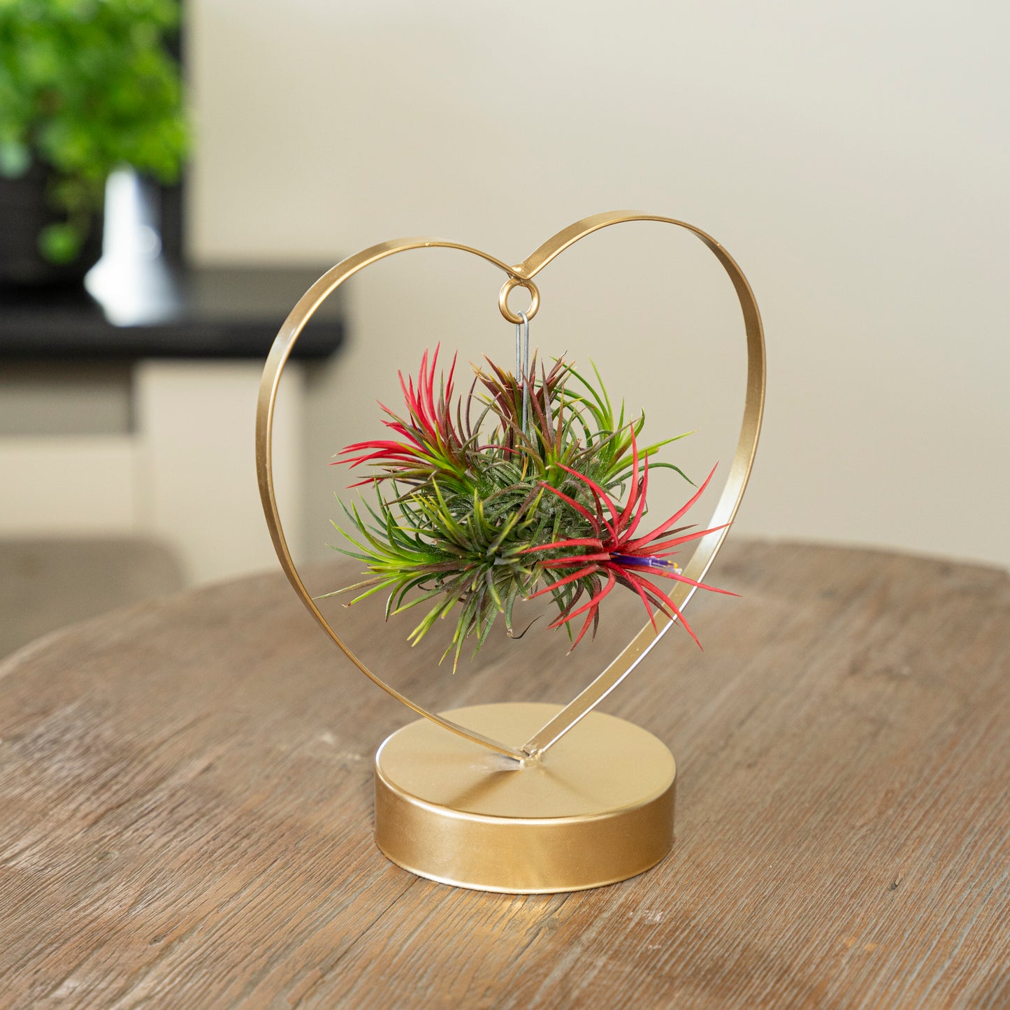 Tillandsia Love editie goud