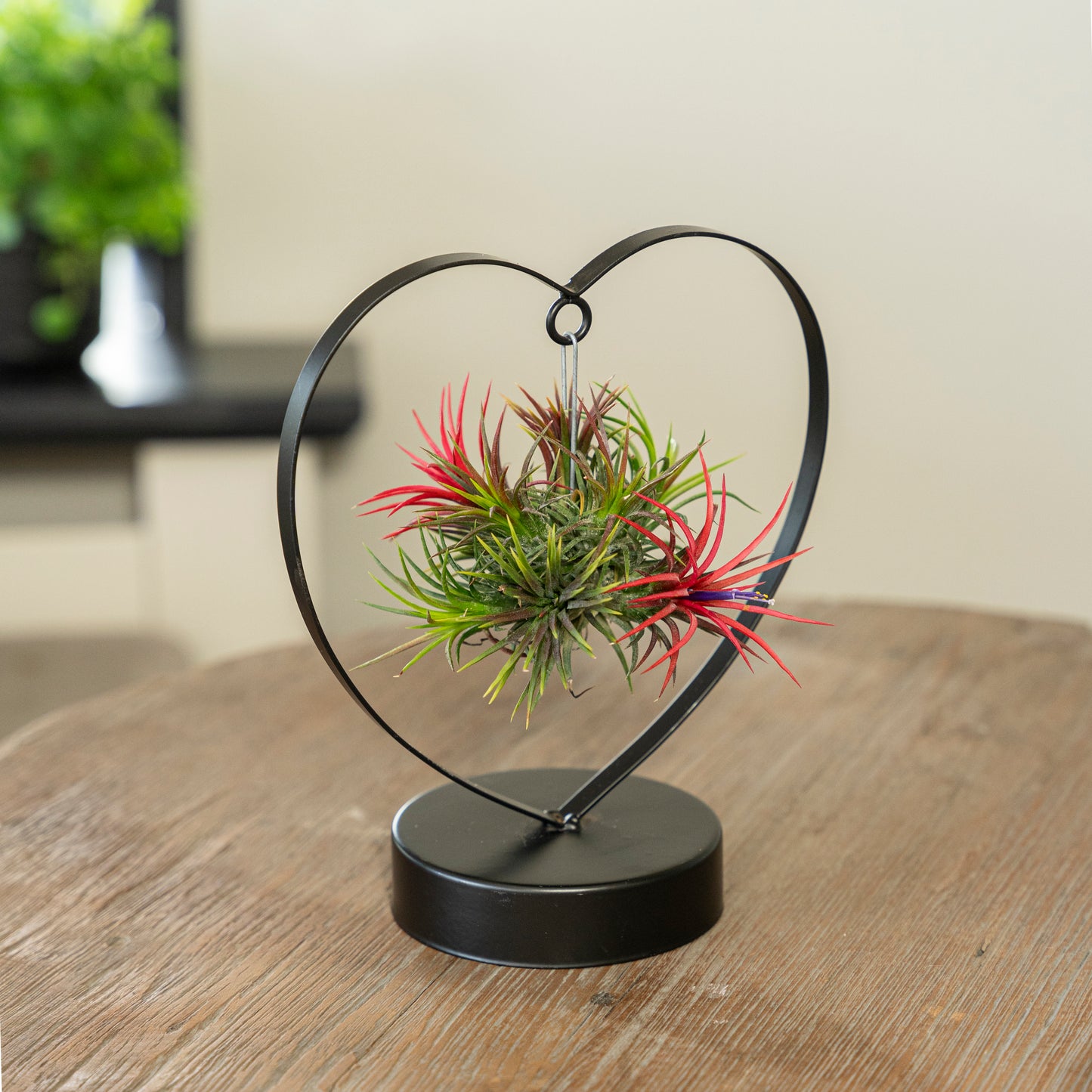 Tillandsia Love editie zwart