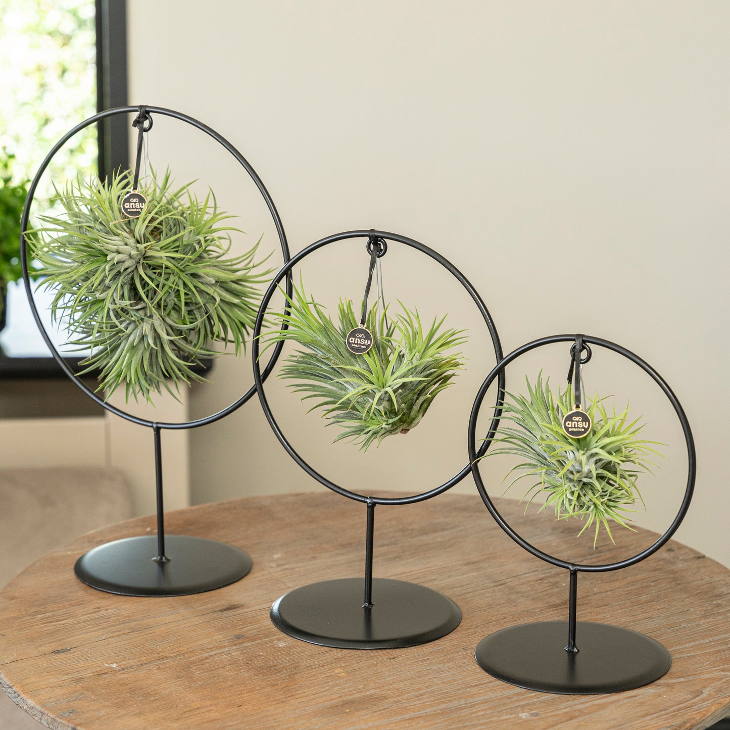 Tillandsia Ionantha cirkel