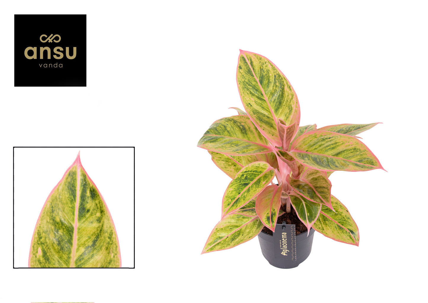 Aglaonema Salmon Fantasy