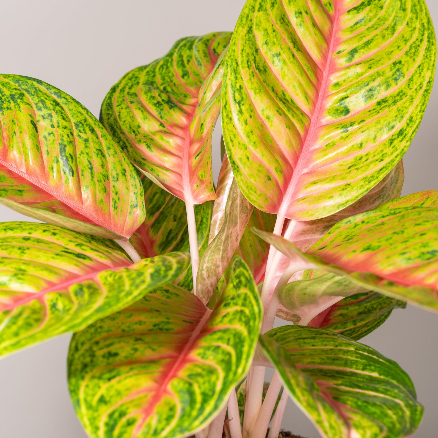 Grand Blossom bovenaanzicht bladeren