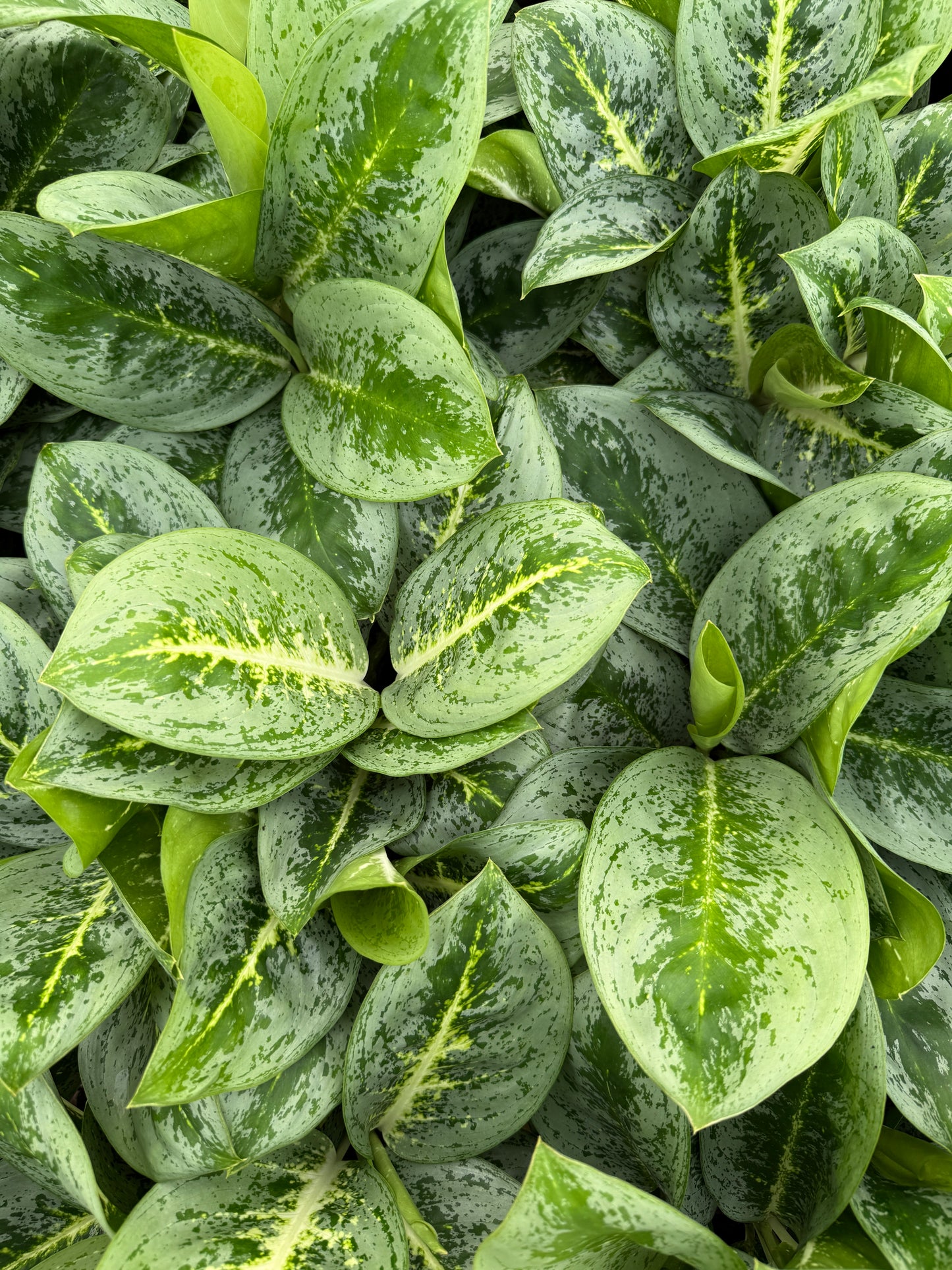 Aglaonema Lemon mint