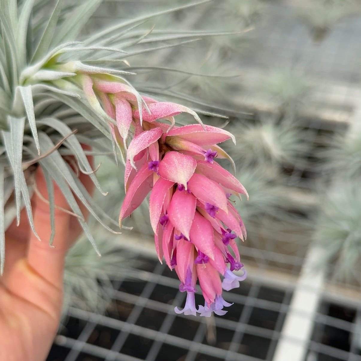 Tillandsia Silver bloei