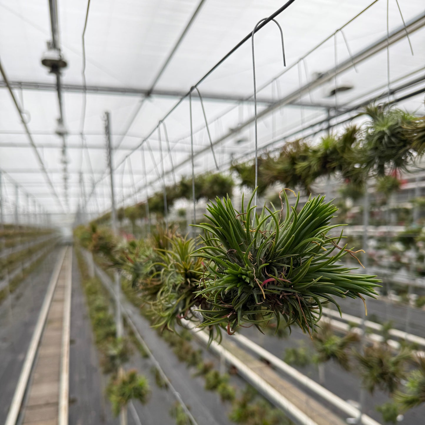 Tillandsia Spikey vierkant