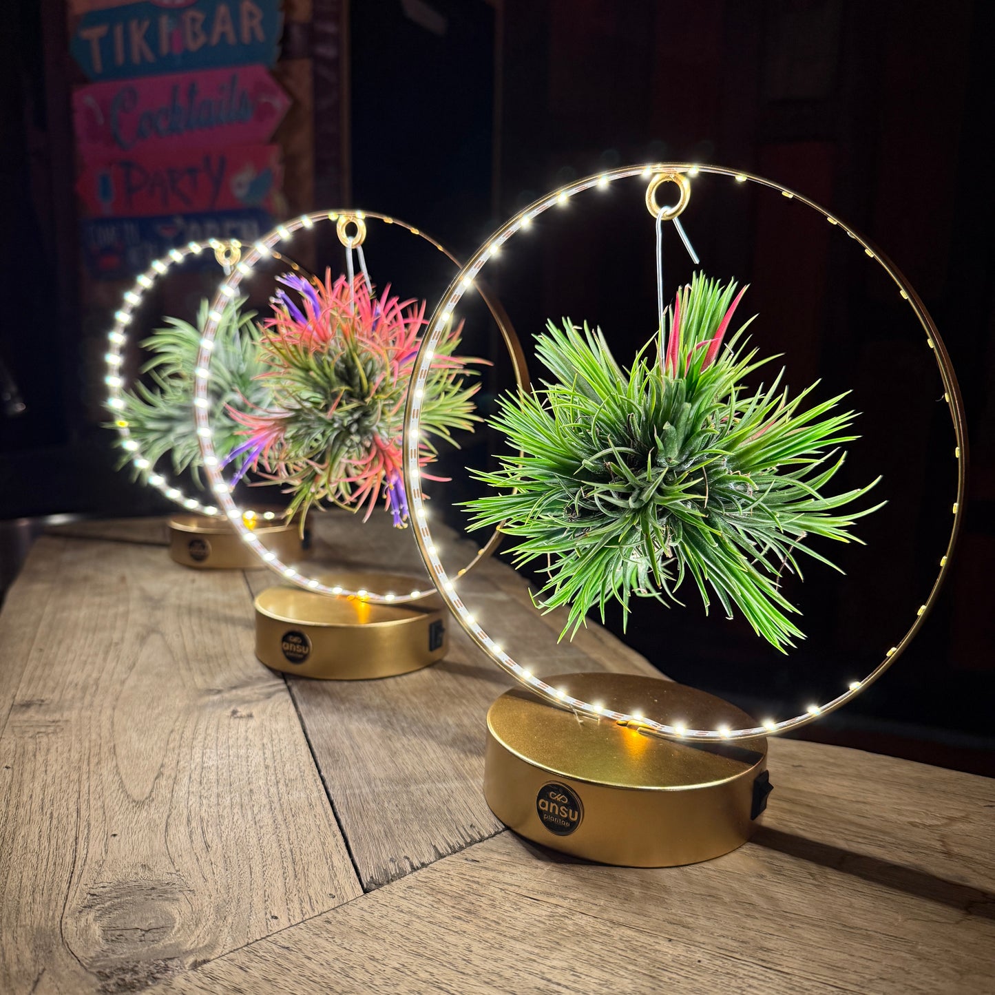 Tillandsia Led editie goud