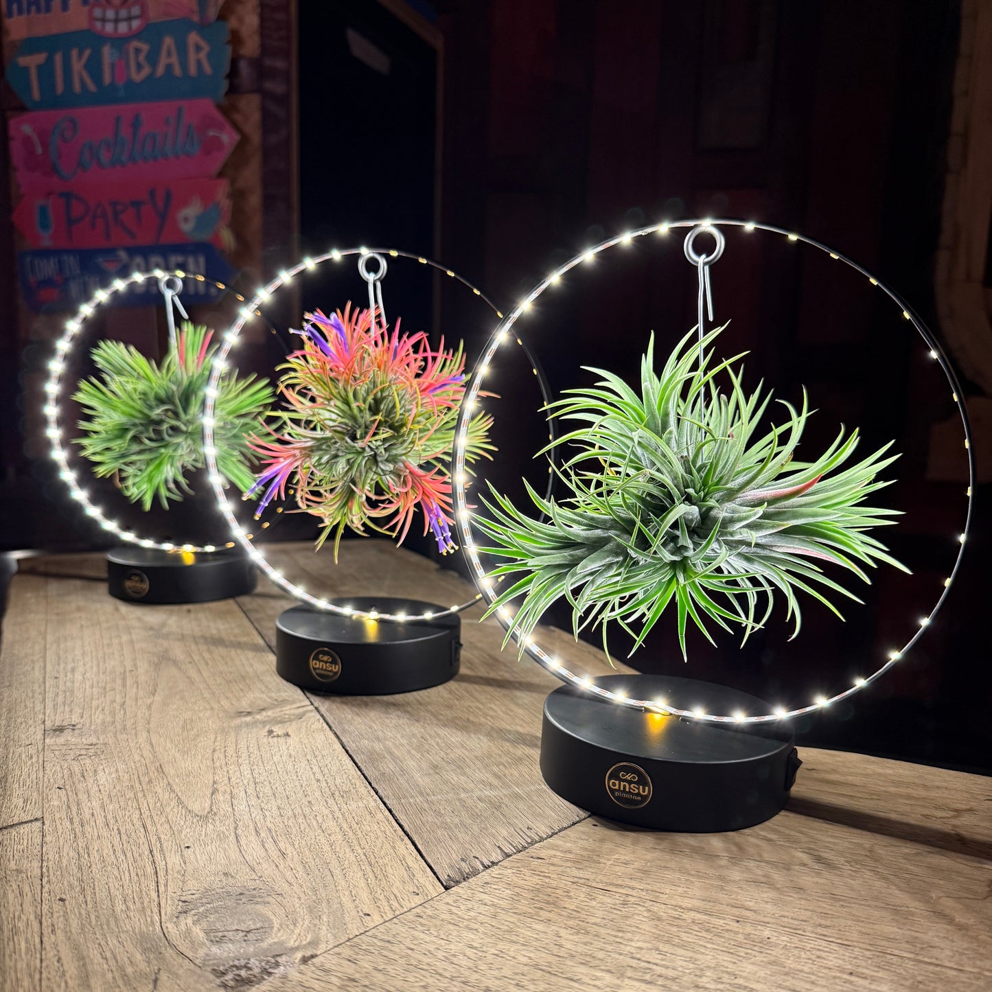 Tillandsia Led editie zwart