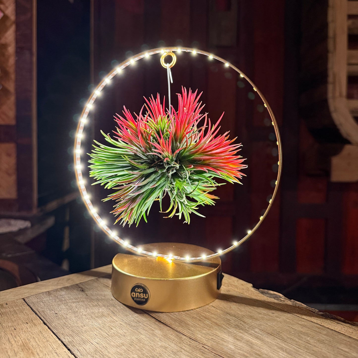 Tillandsia Led editie goud