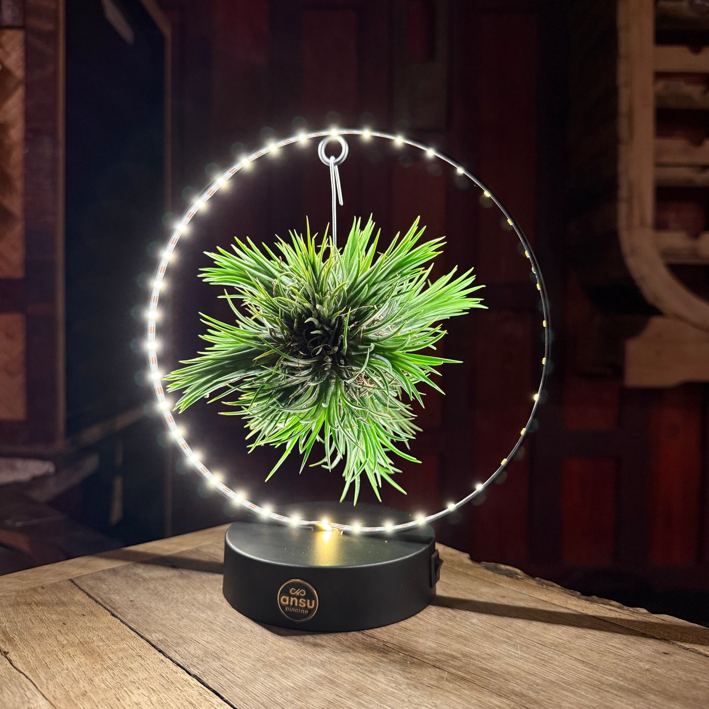 Tillandsia Led editie zwart