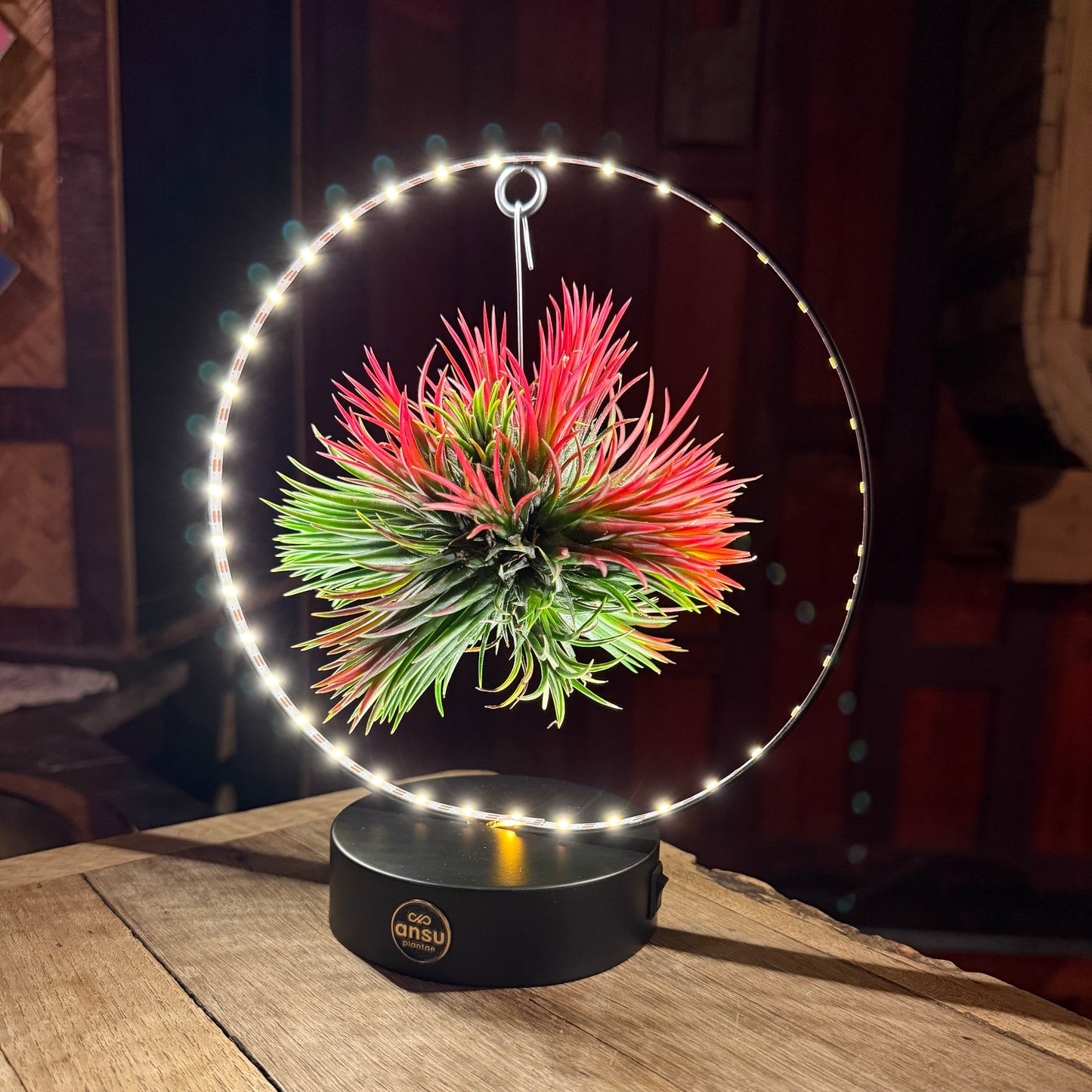Tillandsia Led editie zwart