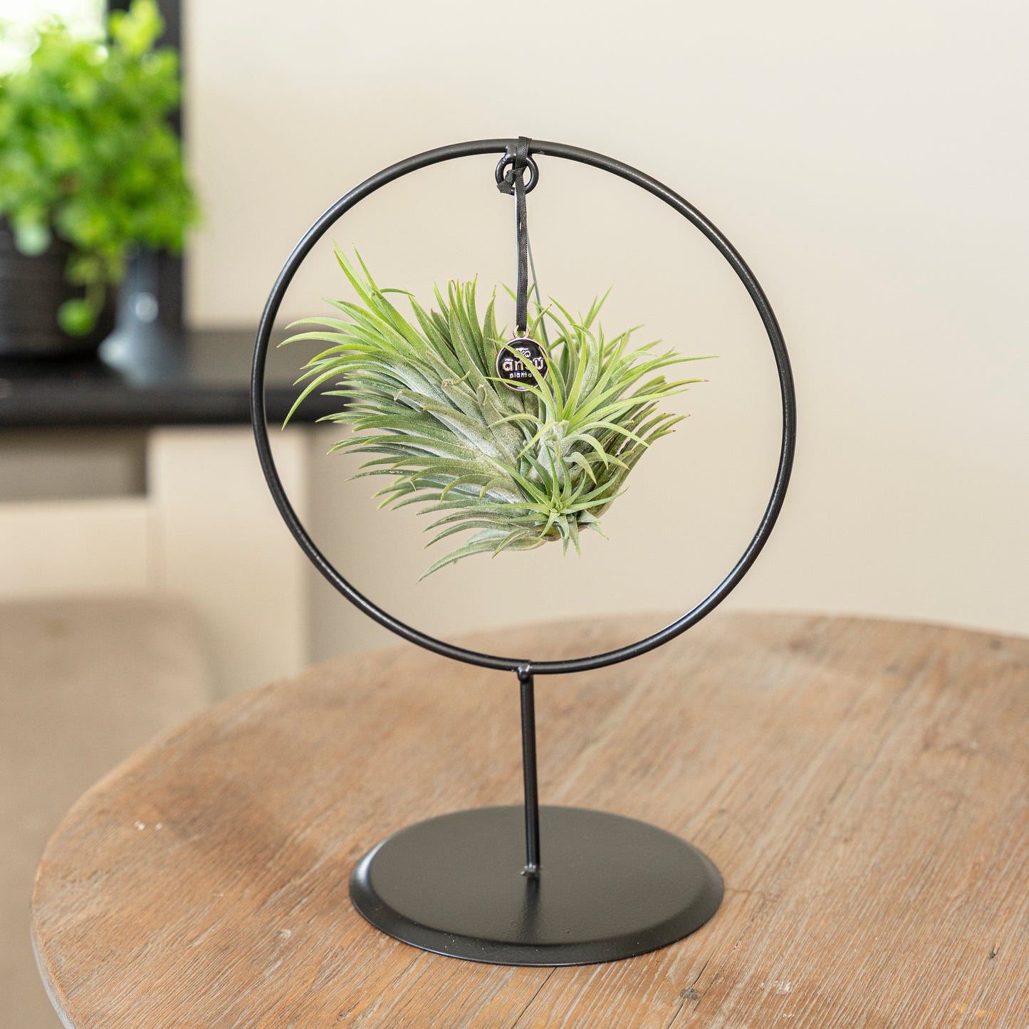 Tillandsia Ionantha cirkel