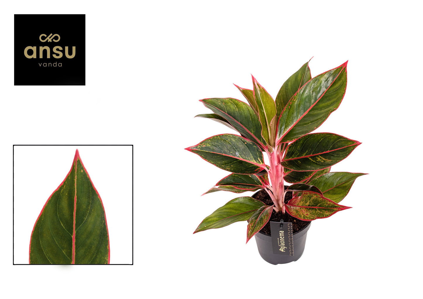 Aglaonema Jungle Red