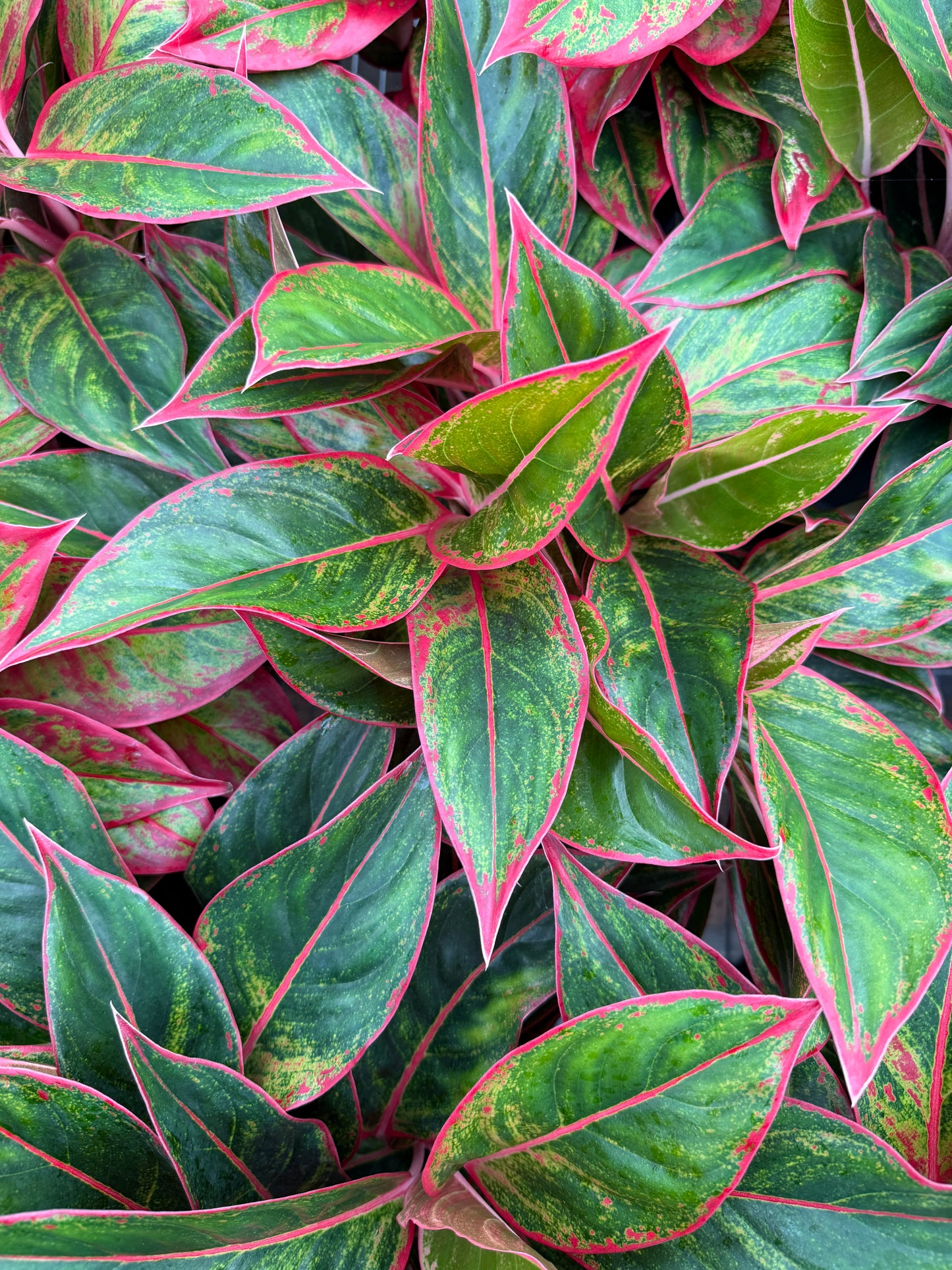 Aglaonema Jungle red