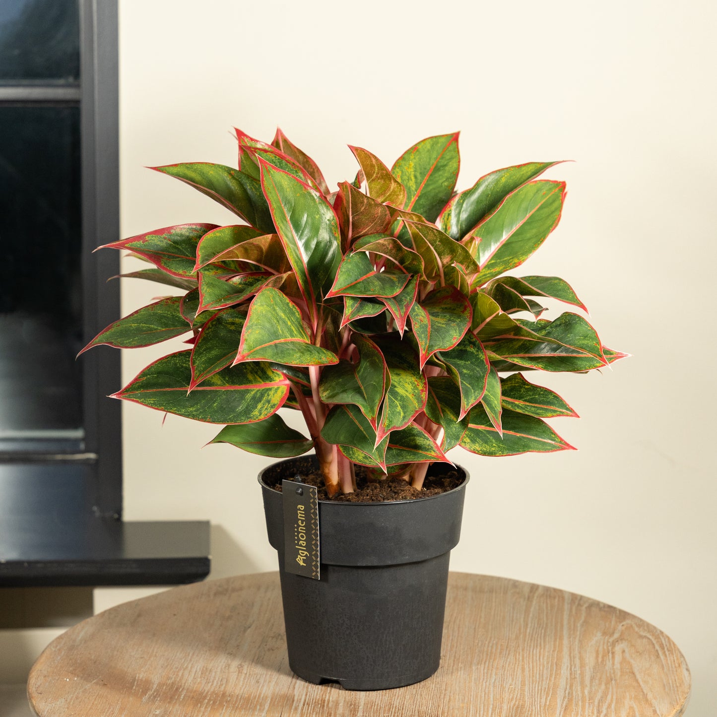 Aglaonema Jungle red
