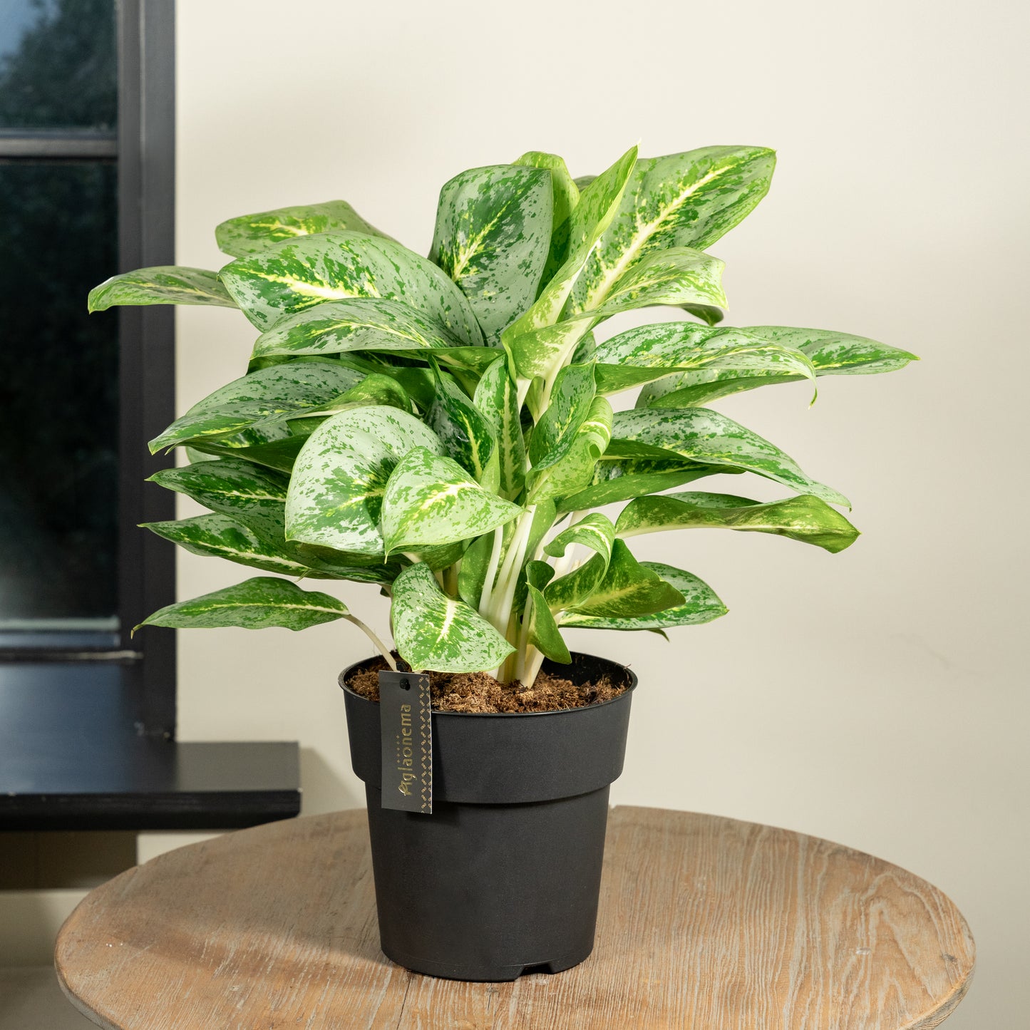 Aglaonema Lemon mint