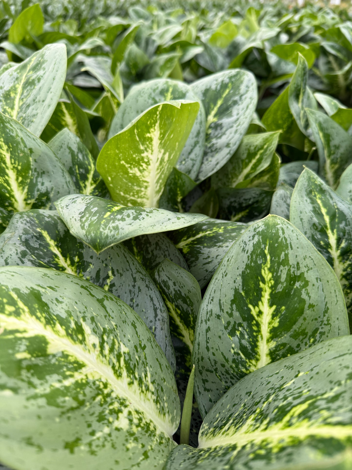 Aglaonema Lemon mint