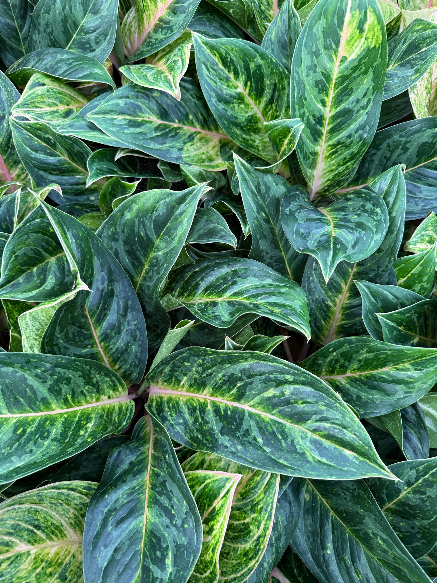 Aglaonema Peach Pearl