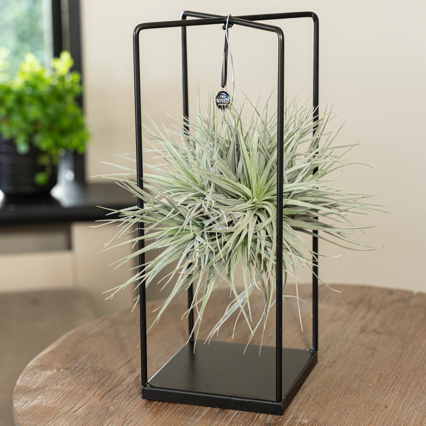 Tillandsia Silver vierkant