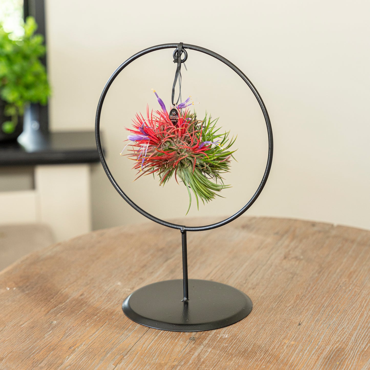 Tillandsia Spikey bloeiend cirkel