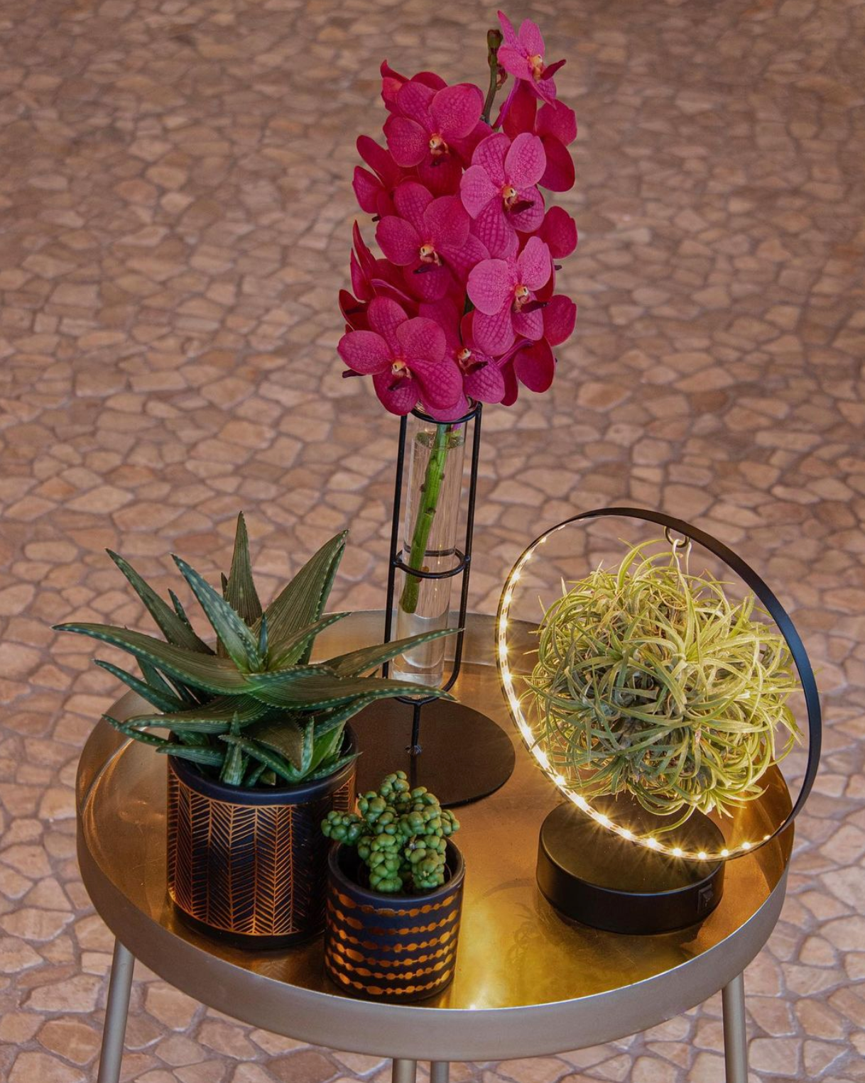 Tillandsia Christmas editie zwart