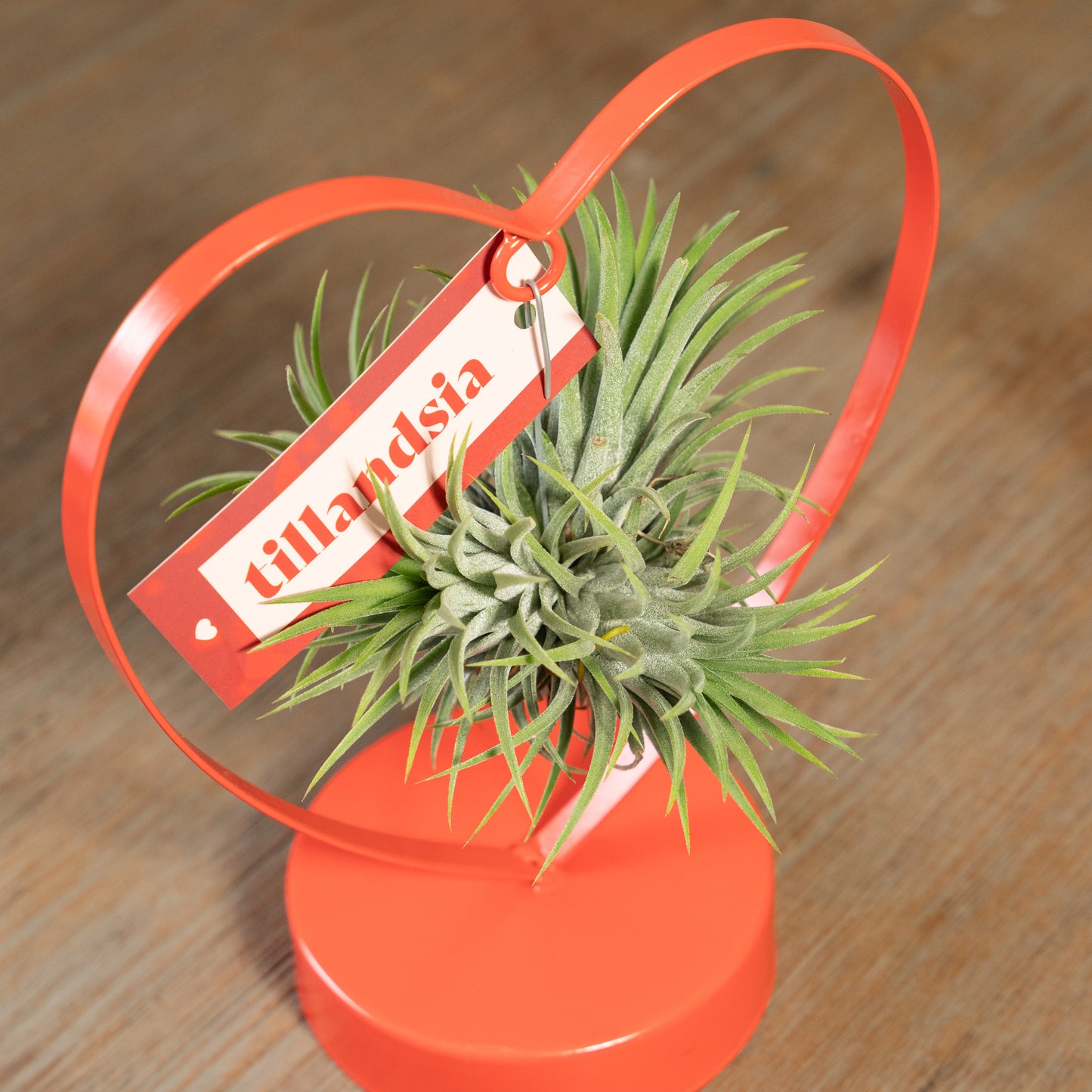 Tillandsia Love editie