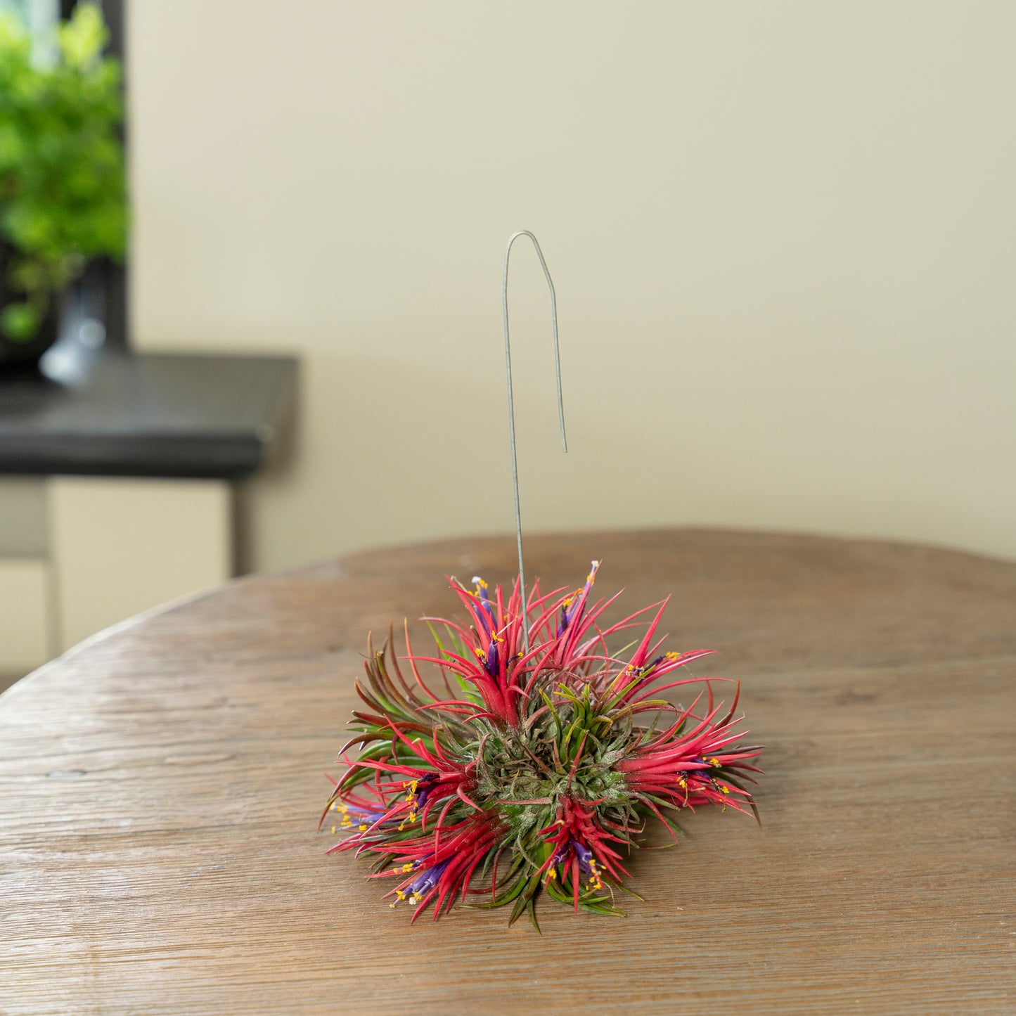 Tillandsia Spikey bloeiend op tafel