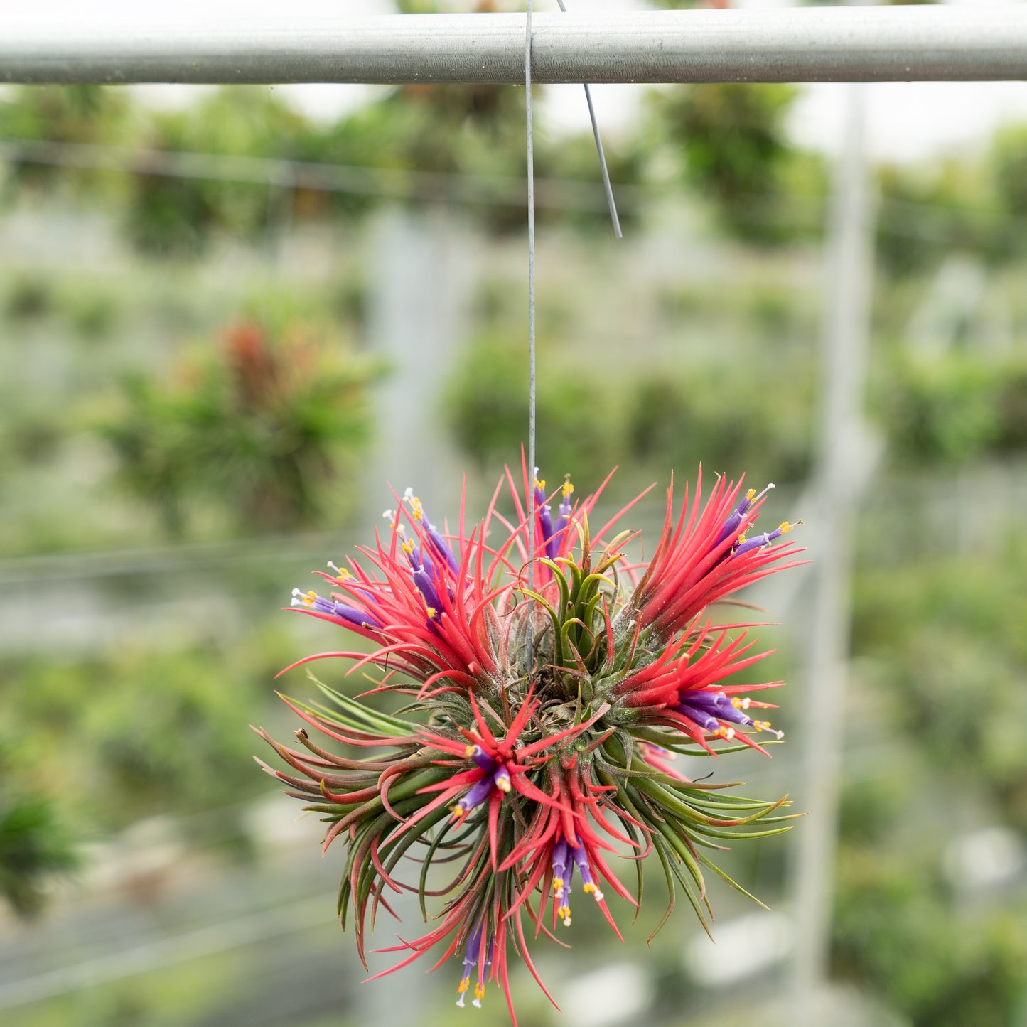 Tillandsia Spikey bloeiend hangend aan een draad