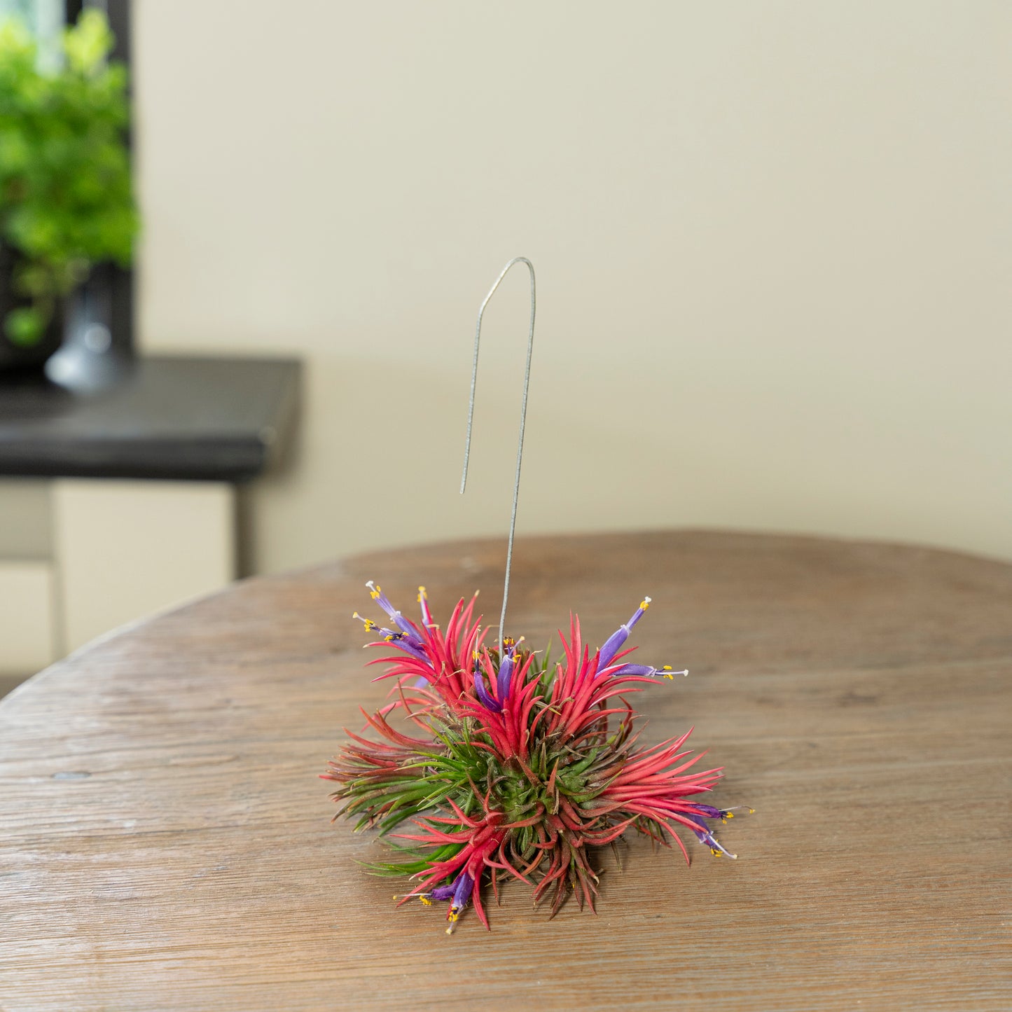 Tillandsia Spikey bloeiend op tafel