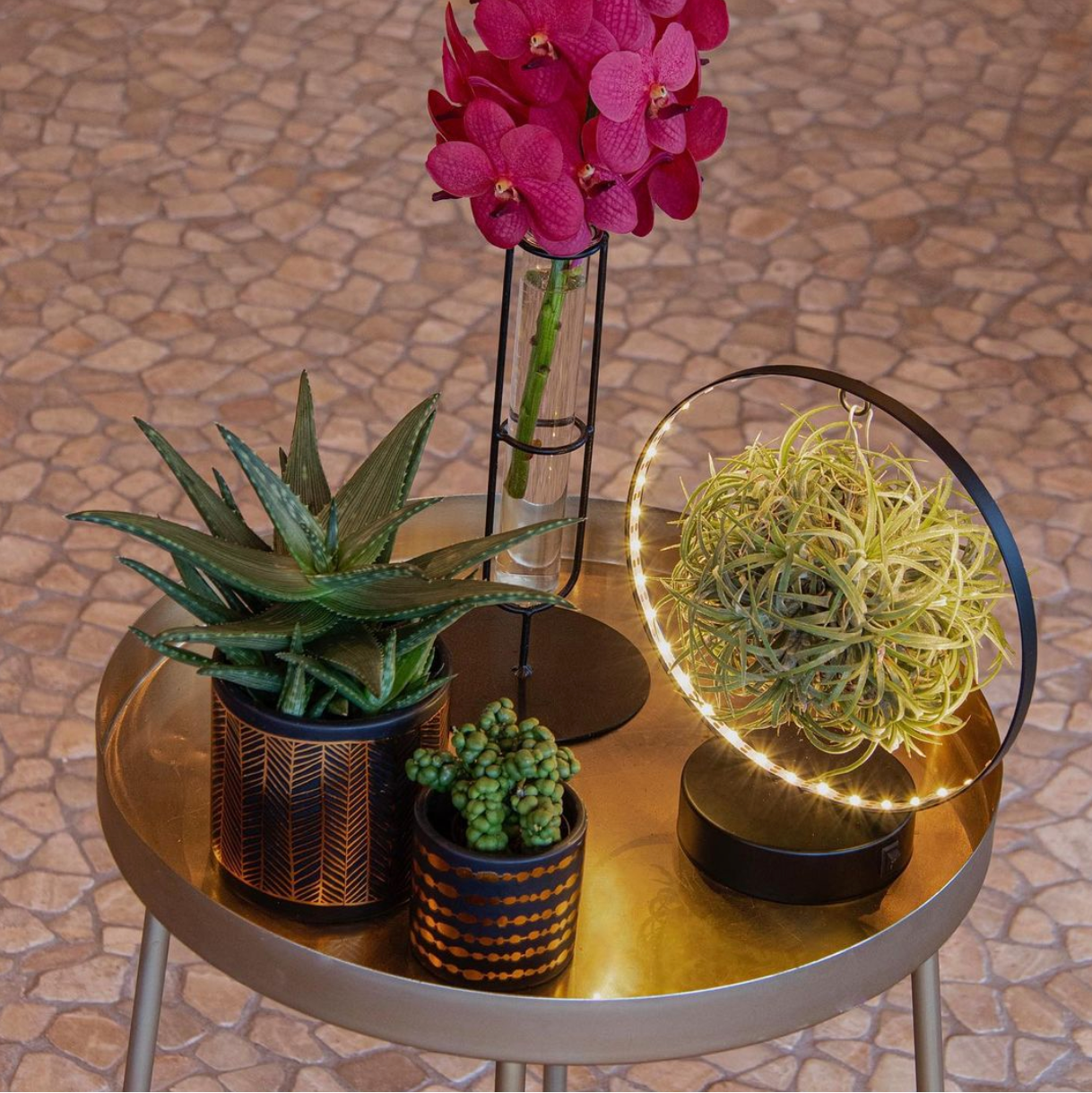 Tillandsia Christmas editie goud