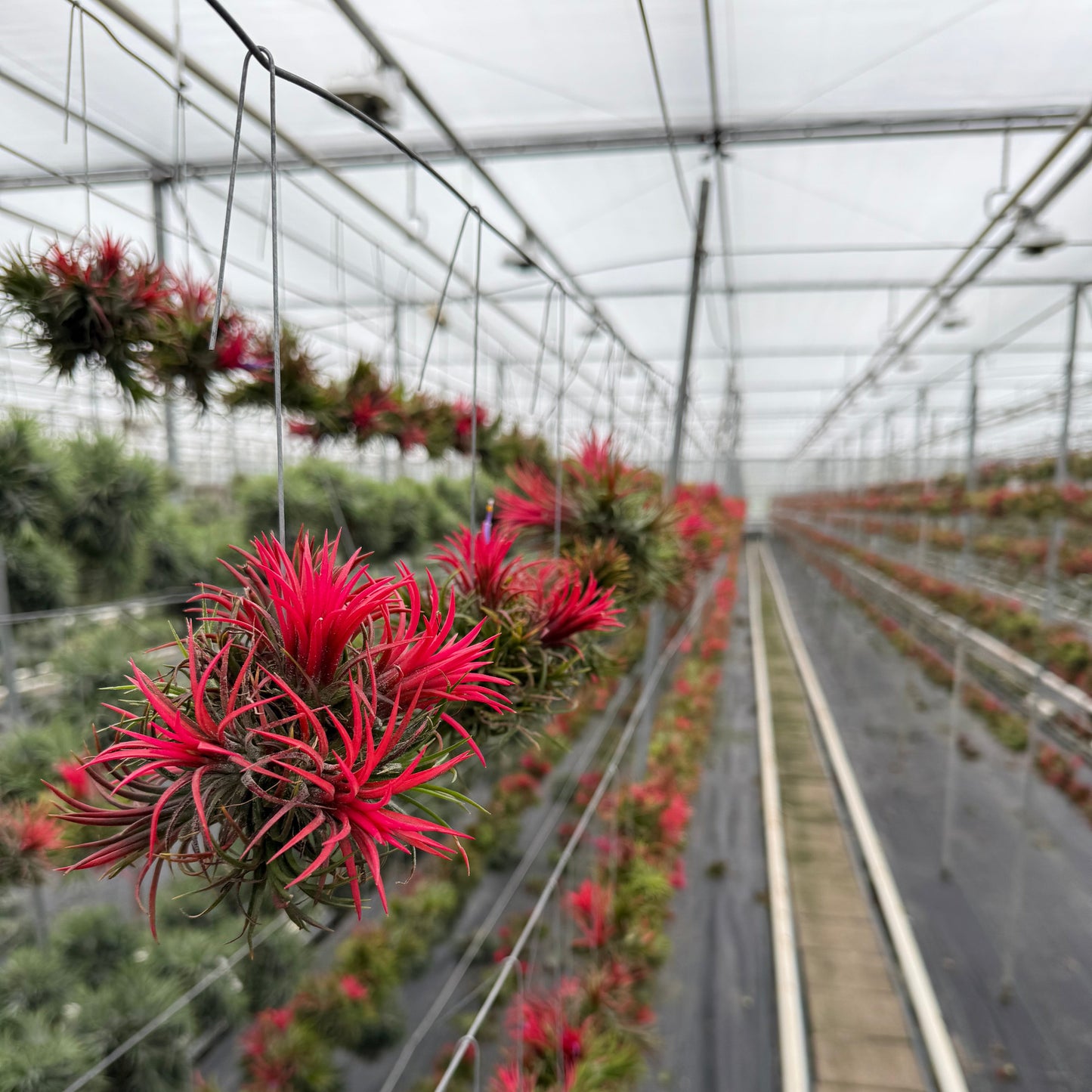 Tillandsia Spikey bloeiend