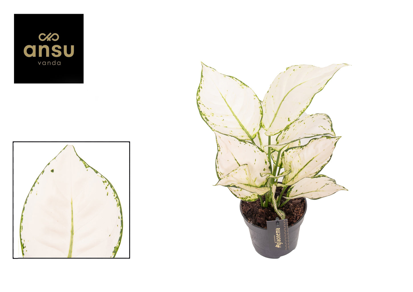 Aglaonema White Joy
