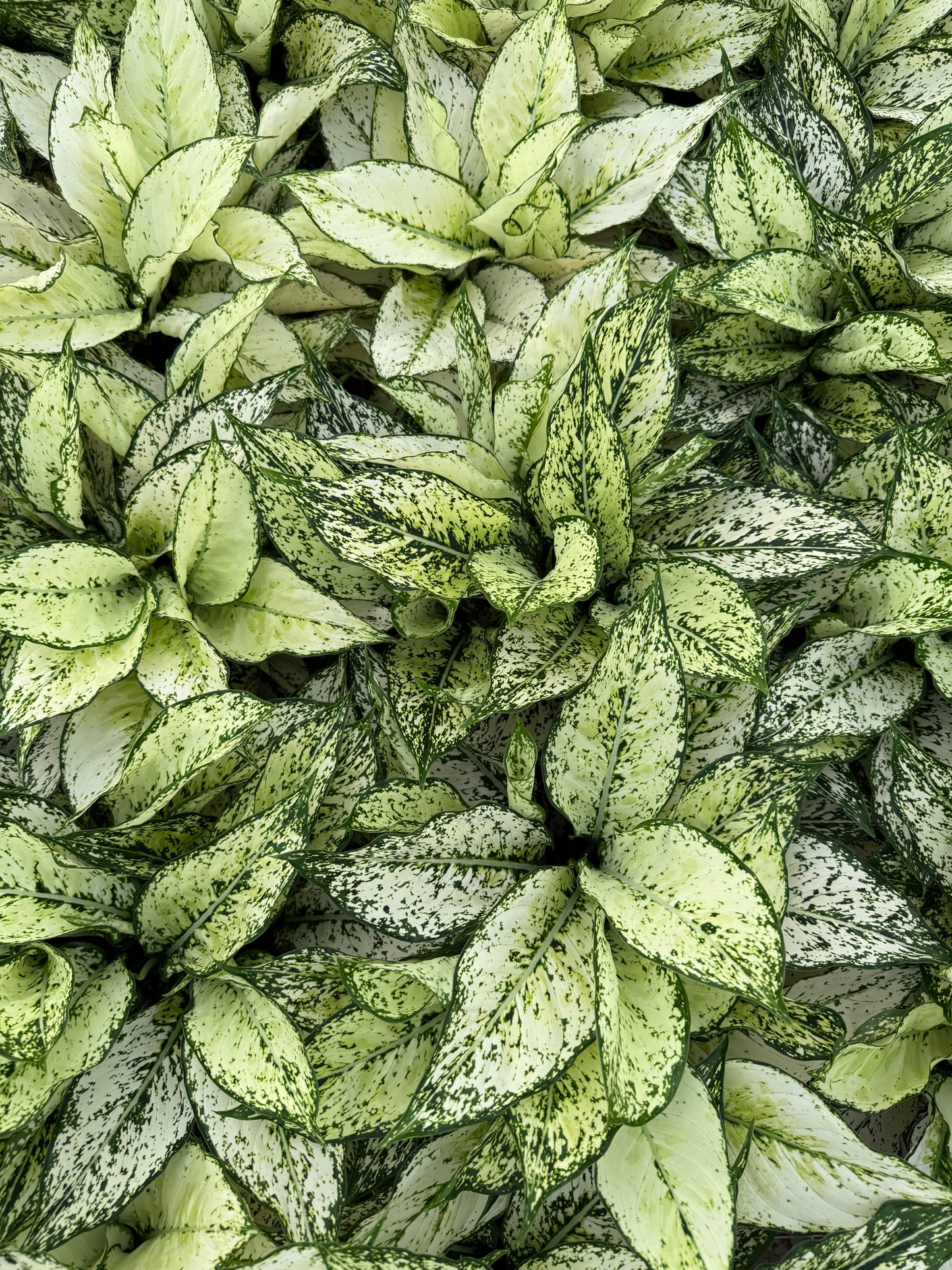 Aglaonema White Kiwi