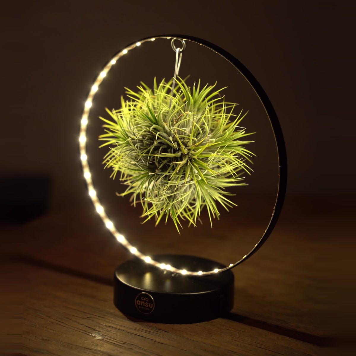 Tillandsia Led Édition