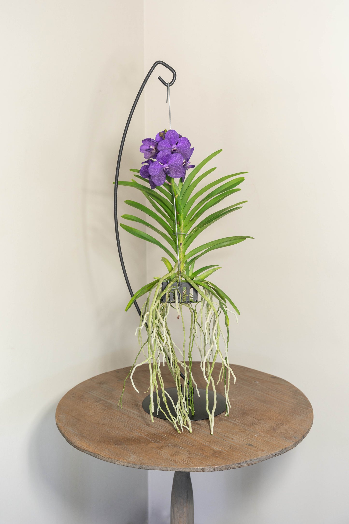 Vanda Medium