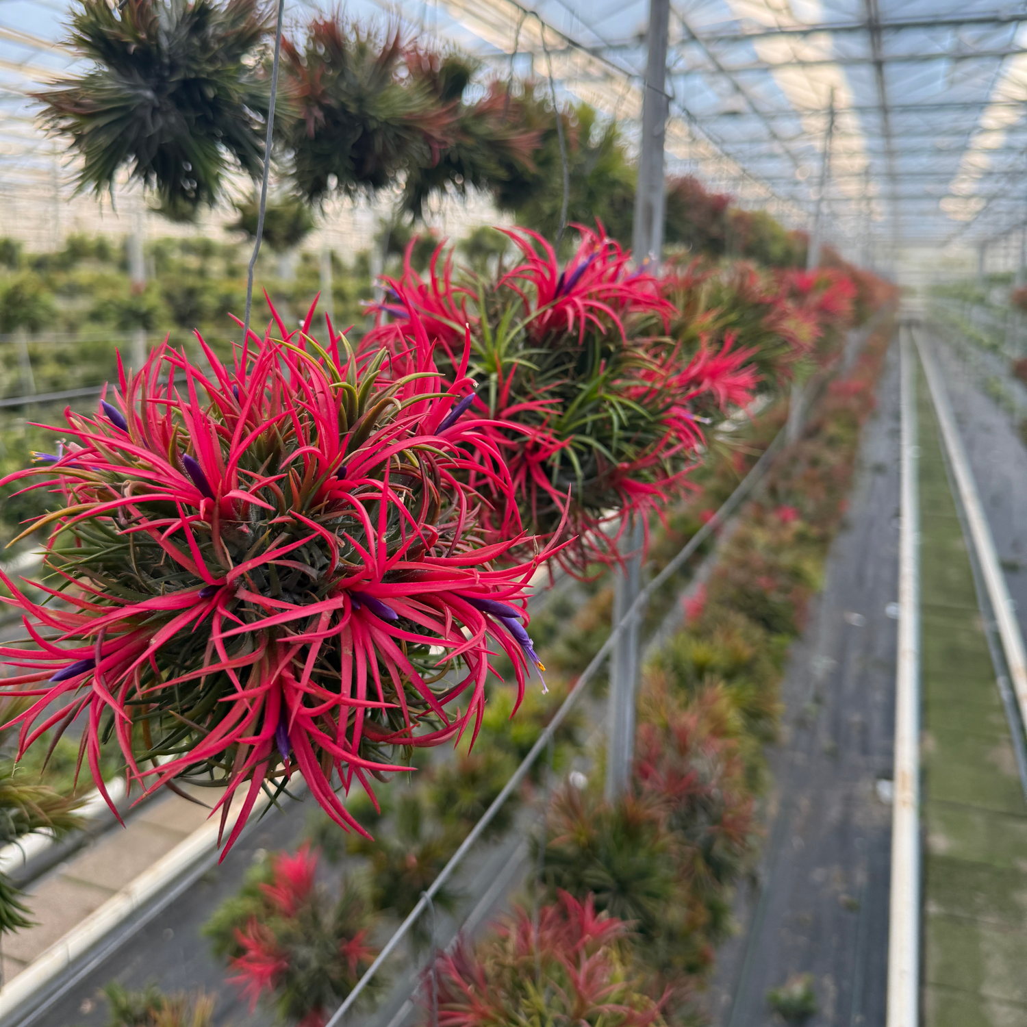 Bloeiende planten