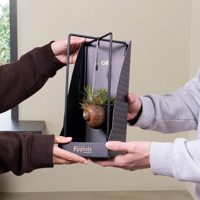 Giftboxes