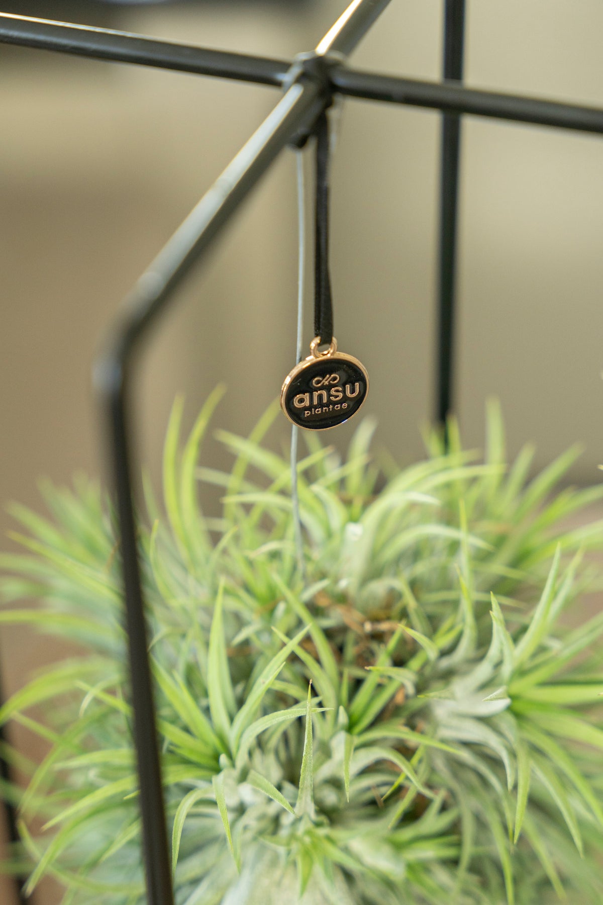 Planten in Rekjes