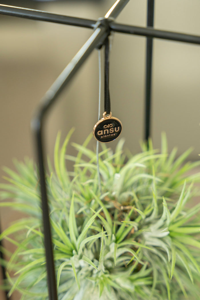 Planten in Rekjes
