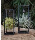 Tillandsia