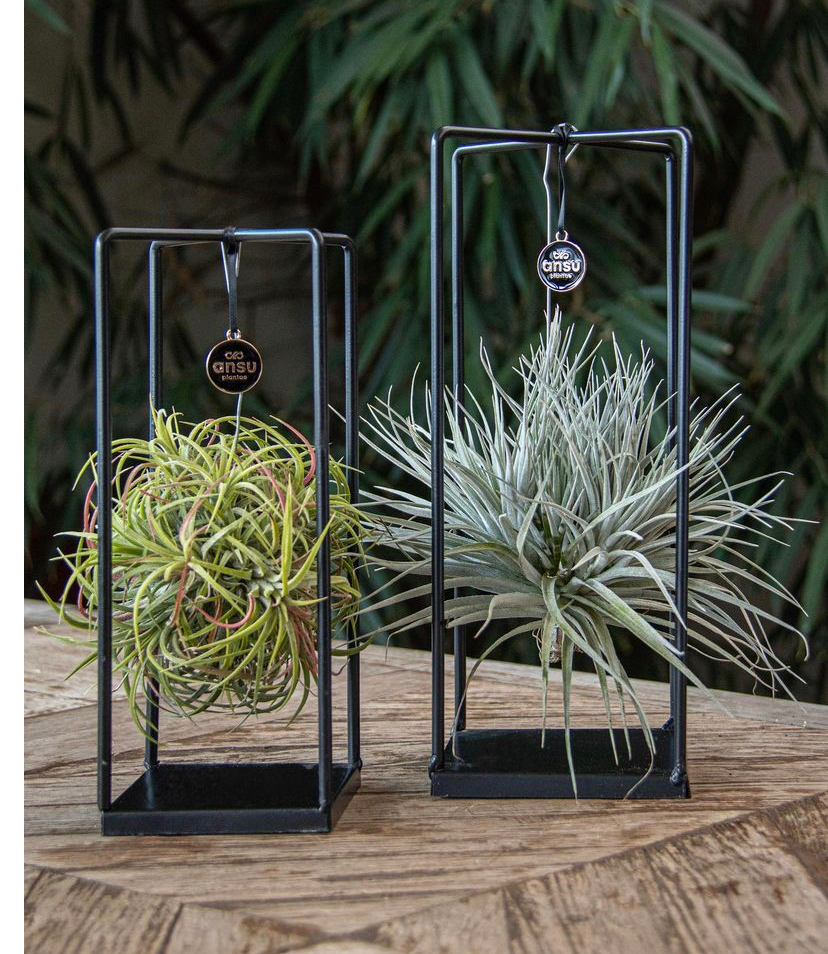 Tillandsia