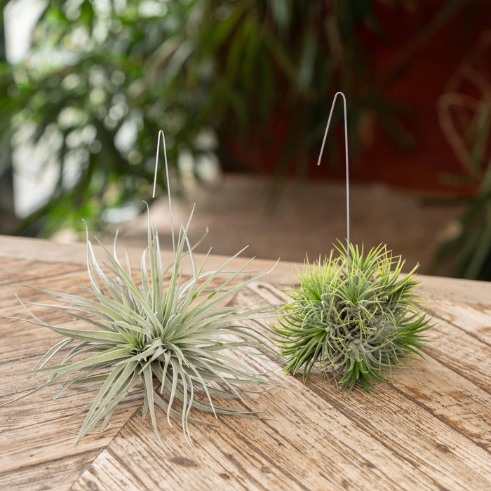 Losse Planten