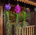 Vanda